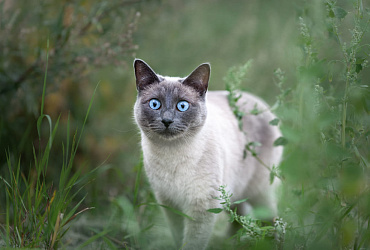 Болезни тайских кошек: признаки патологий и способы лечения