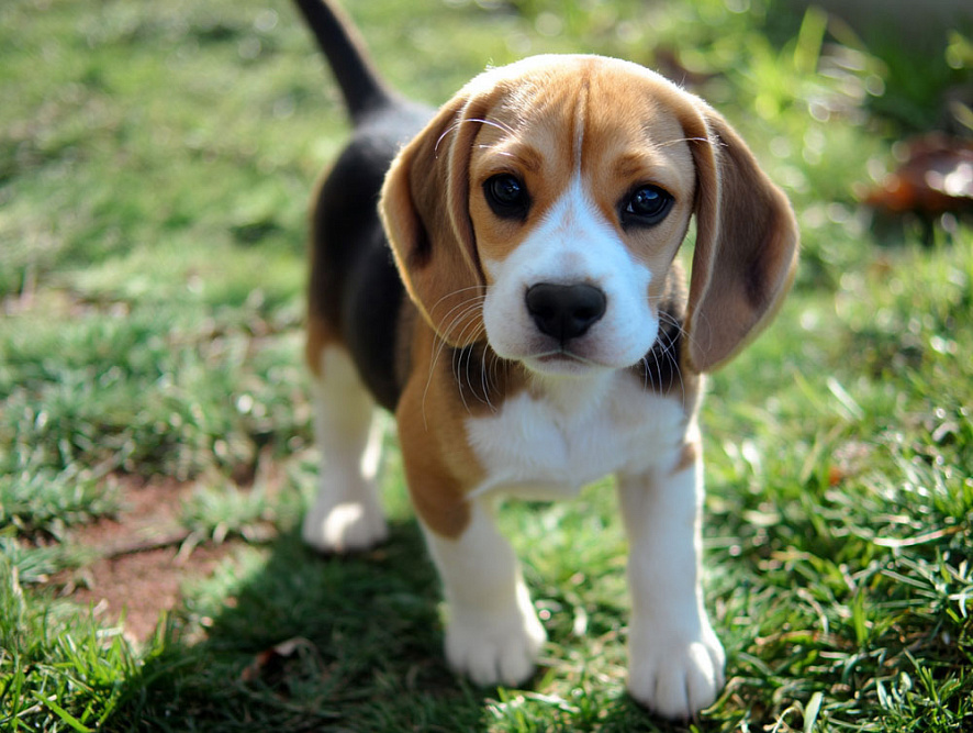 Милый щенок харьера