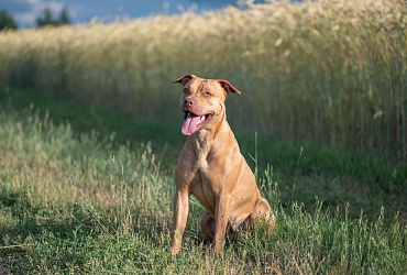Питбули — злые собаки или нет?