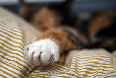 Когтерез для кошек и его использование в домашних условиях