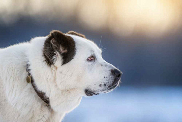 Сколько весит алабай – таблица веса и роста по месяцам