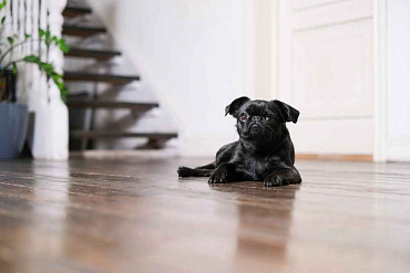 Сколько живут пти-брабансоны – средняя продолжительность жизни и что на нее влияет