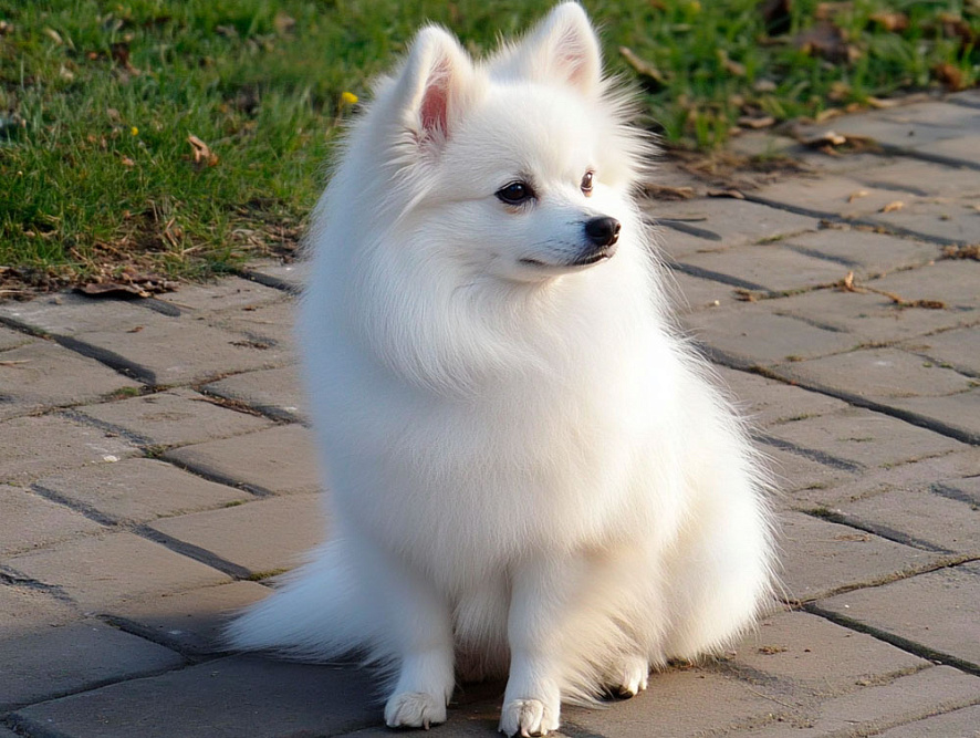 Вольпино итальяно сидит на дорожке