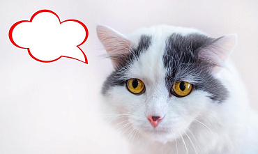 Как научить кота разговаривать