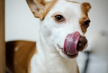 Желтая рвота у собаки: возможные причины и лечение 