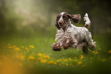 Сколько живут английские кокер-спаниели – средняя продолжительность жизни и факторы, способные на нее повлиять