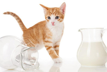 Как объяснить котенку, чего нельзя делать