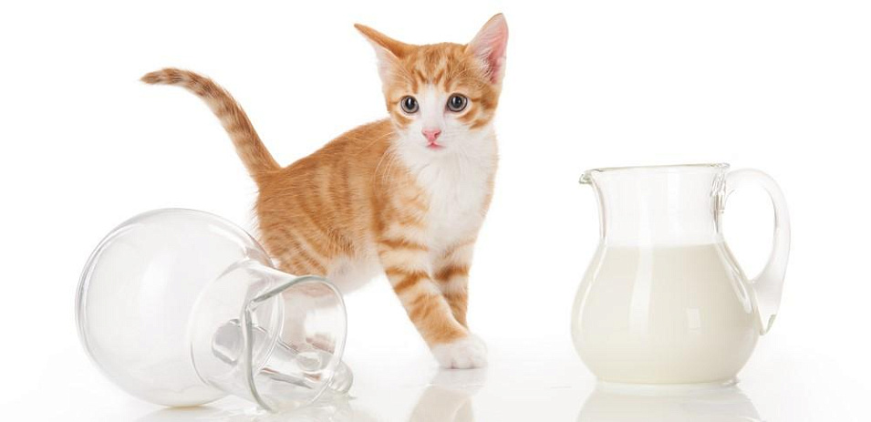 Как объяснить котенку, чего нельзя делать