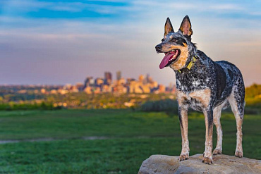 Австралийские породы собак