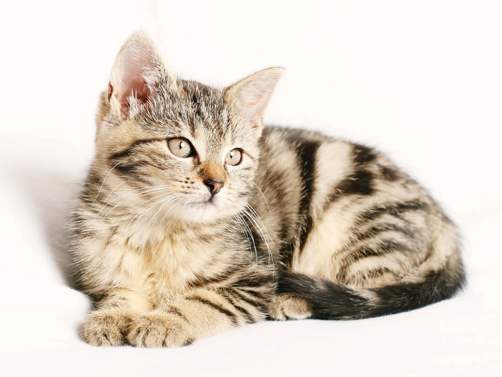 Пятнистые породы кошек: фото и описание