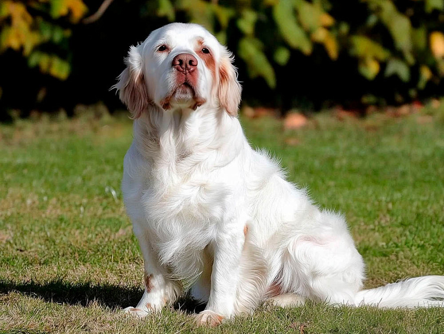 Кламбер-спаниель летом