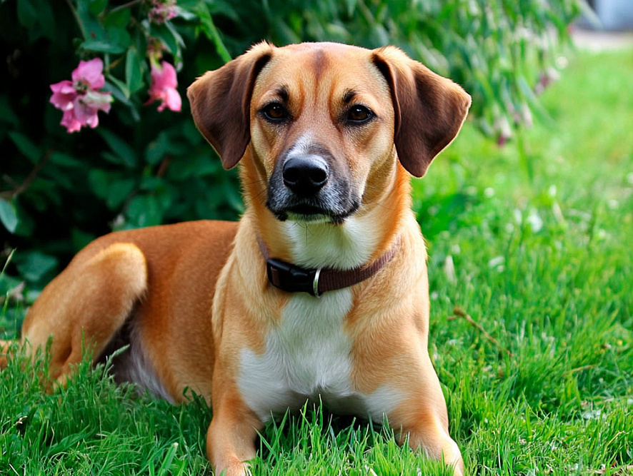 Австрийский пинчер в саду