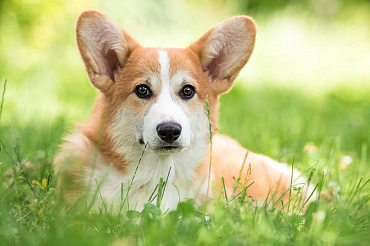 Сколько живут корги – средняя продолжительность жизни и как повлиять на нее