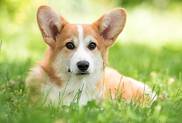 Сколько живут корги – средняя продолжительность жизни и как повлиять на нее