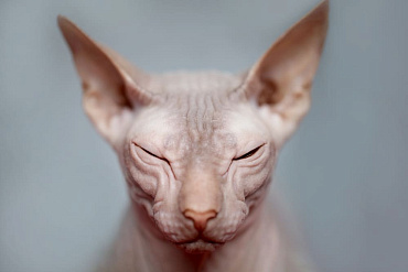 Сколько живут донские сфинксы – средняя продолжительность жизни и этапы, из которых она состоит