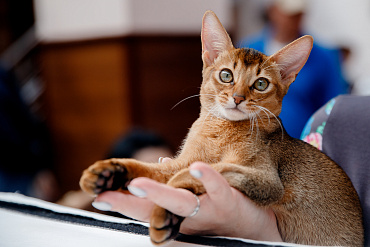 Значимые победы кошек и собак на международных выставках