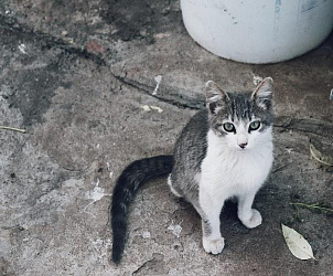 Для чего кошке нужен хвост?