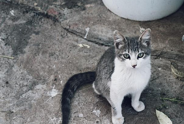 Для чего кошке нужен хвост?