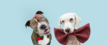 Кто лучше: сука или кобель? Выбор пола питомца