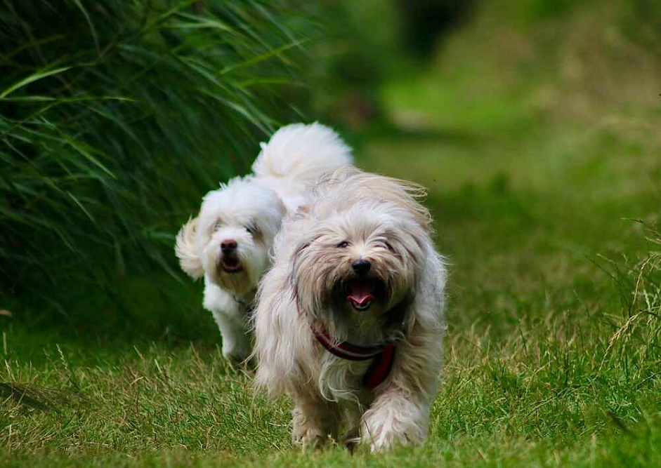 Тибетский терьер гуляет по траве