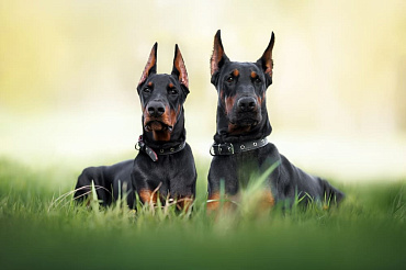 Болезни доберманов: признаки и лечение