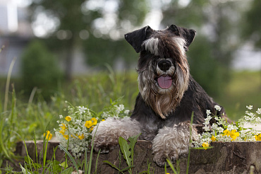 Болезни цвергшнауцеров: симптомы, как лечить и предупредить