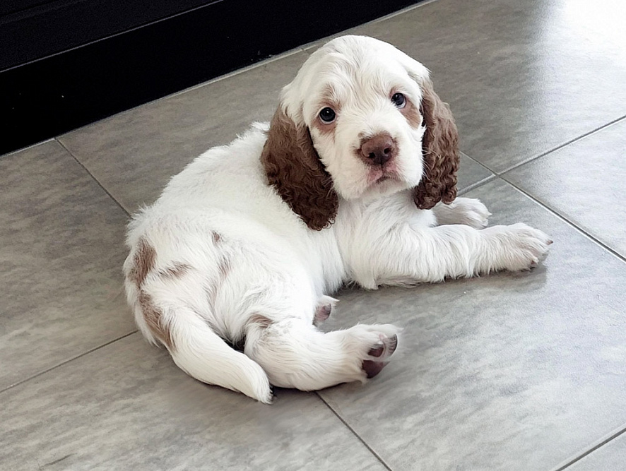 Щенок кламбер-спаниеля на полу