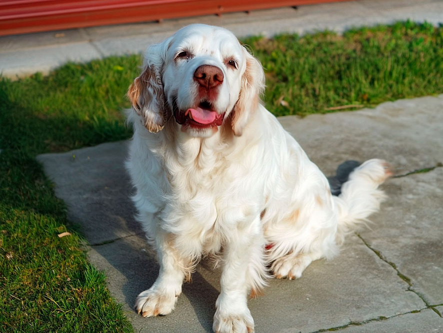 Кламбер-спаниель во дворе