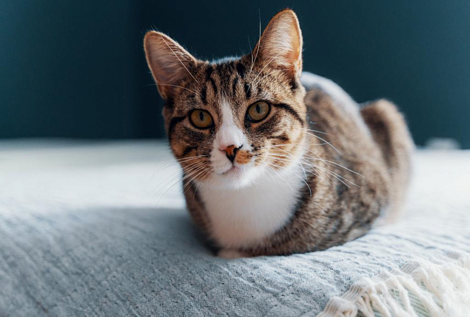 Когда стерилизовать кошку: оптимальный возраст, показания и противопоказания