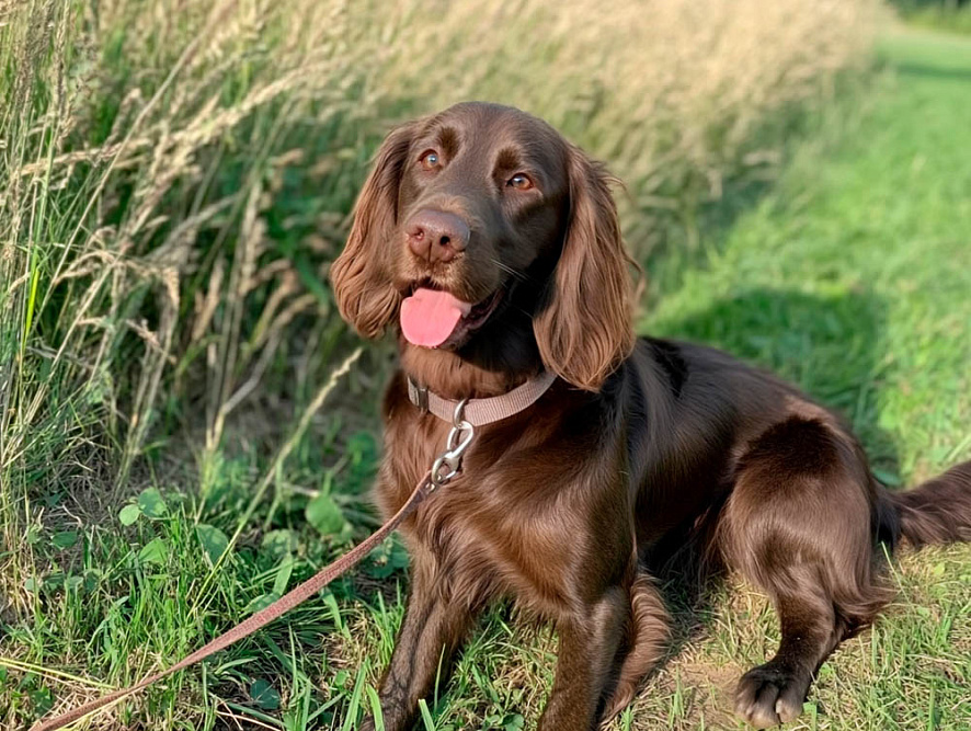 Изображениe — Лангхаар на выгуле Лангхаар на выгуле