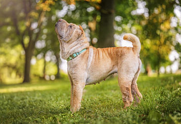 Сколько живут шарпеи – средняя продолжительность жизни и ее основные этапы