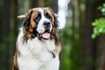 Сколько живут московские сторожевые – средняя продолжительность жизни и какие условия ее определяют