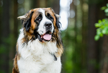 Сколько живут московские сторожевые – средняя продолжительность жизни и какие условия ее определяют