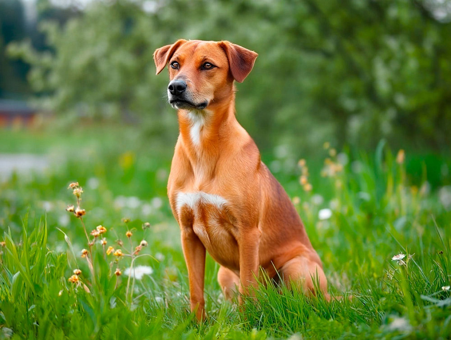 Австрийский пинчер отдыхает