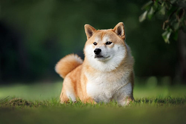 Болезни сиба-ину: симптоматика, способы лечения и профилактики