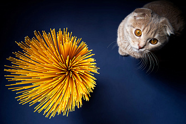 Можно ли кошкам макароны? 