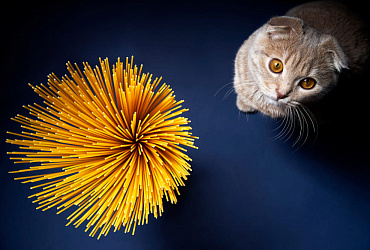 Можно ли кошкам макароны? 