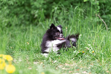 Сколько живут шпицы – средняя продолжительность жизни и как на нее повлиять