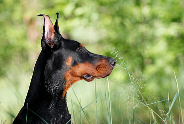 Сколько длится беременность у добермана, этапы и уход за питомцем в этот период