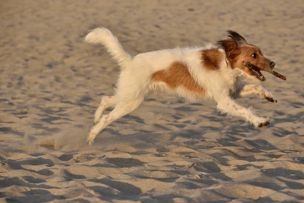 Кромфорлендер на пляже