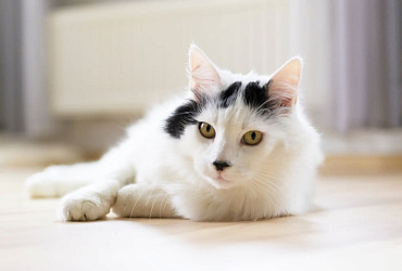 Сколько живут турецкие ангоры – средняя продолжительность жизни породы и ее главные этапы