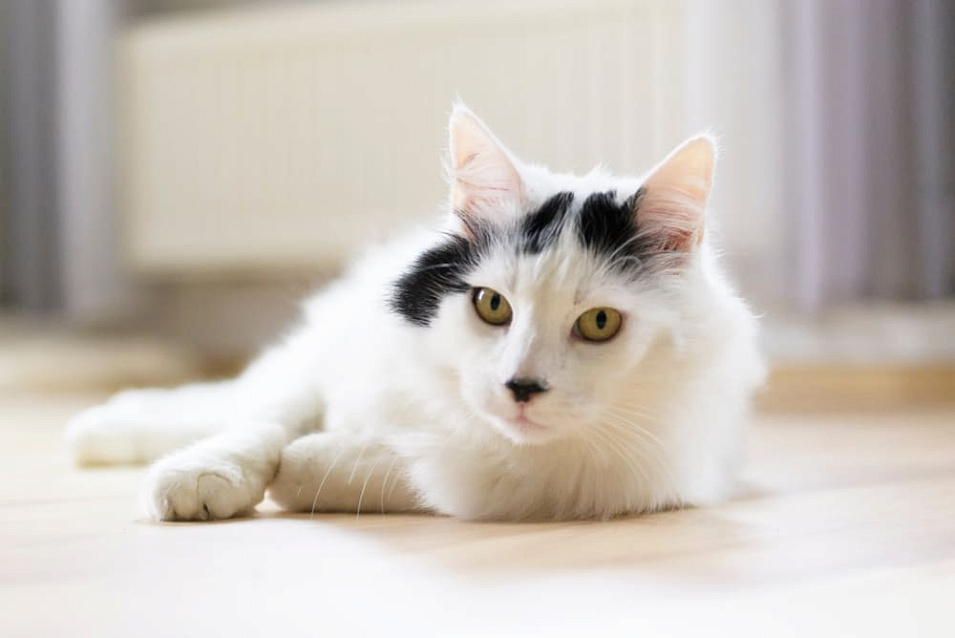 Сколько живут турецкие ангоры – средняя продолжительность жизни породы и ее главные этапы