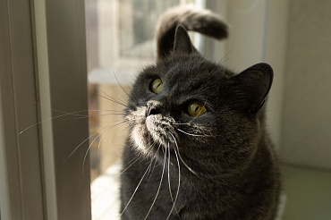 Сколько длится беременность у британской кошки, этапы и помощь питомице в этот период