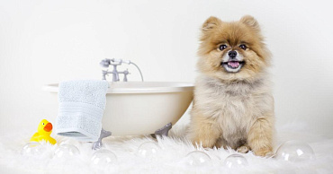 Как правильно купать померанского шпица: 5 этапов процедуры