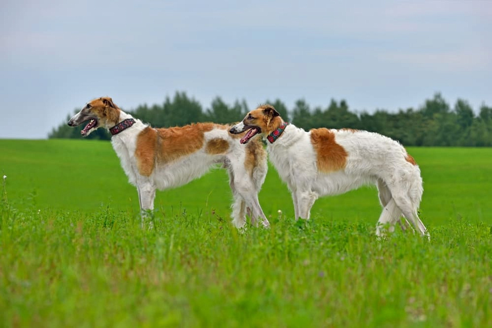 Две русских псовых борзых в поле