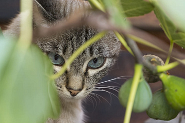 Можно ли кошкам инжир? 