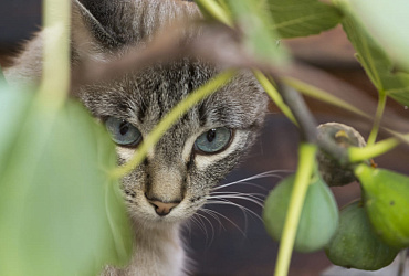 Можно ли кошкам инжир? 