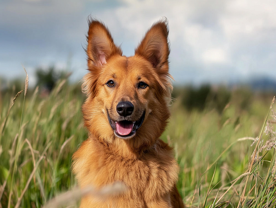Баскская овчарка среди травы