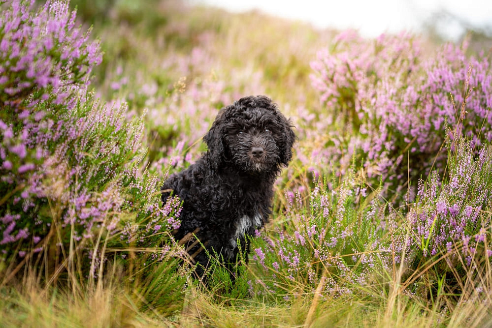 Испанская водяная собака летом