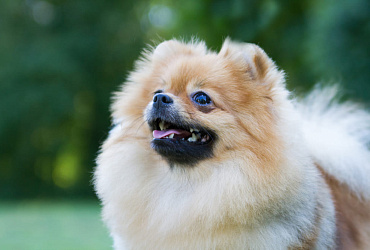 Болезни шпица: основные симптомы и методы терапии